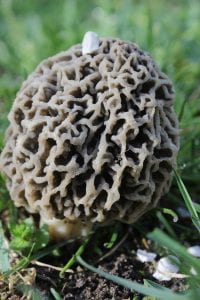 Gray Morel