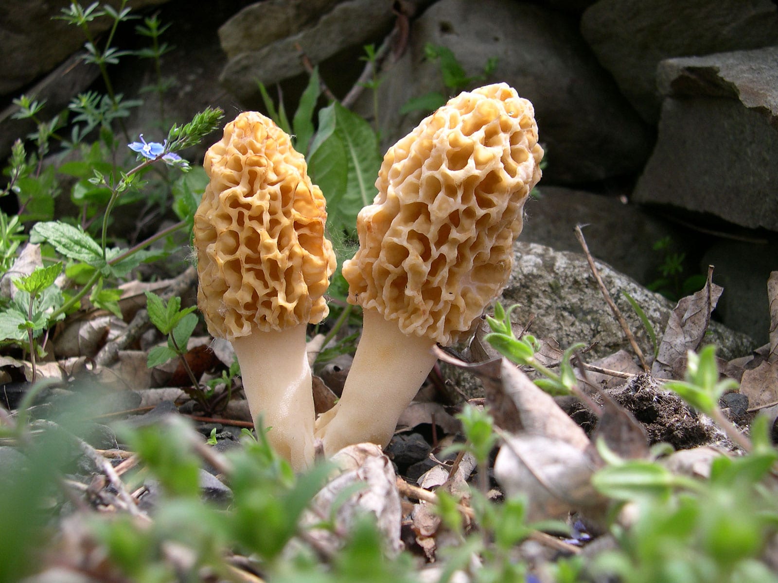 Identifying Yellow Morel Mushrooms (Morchella sp.) Hunt