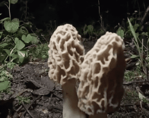 Morel Growing Time-lapse